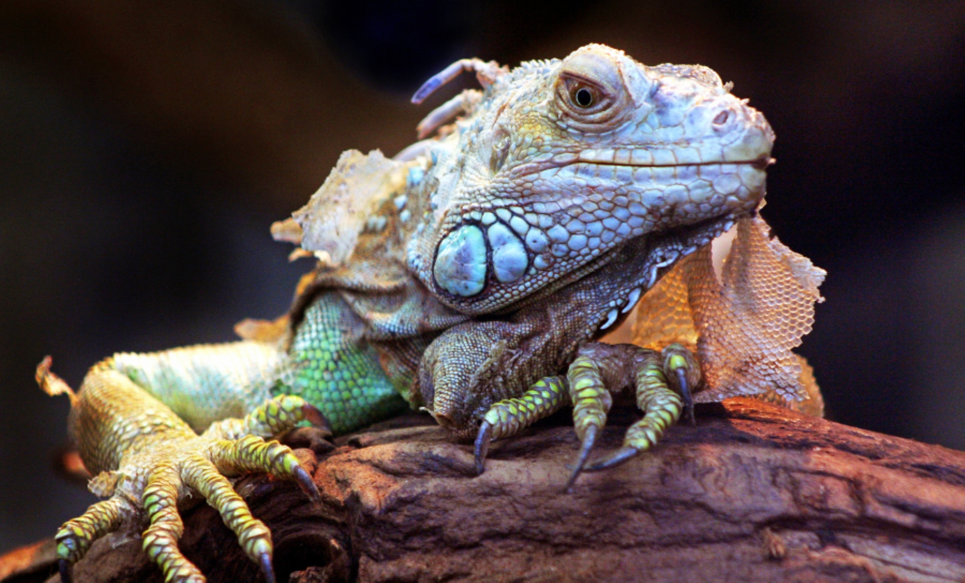 Exploring the World of Reptile Welfare